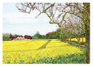 GREETING CARD: Flowering Rapeseed Field